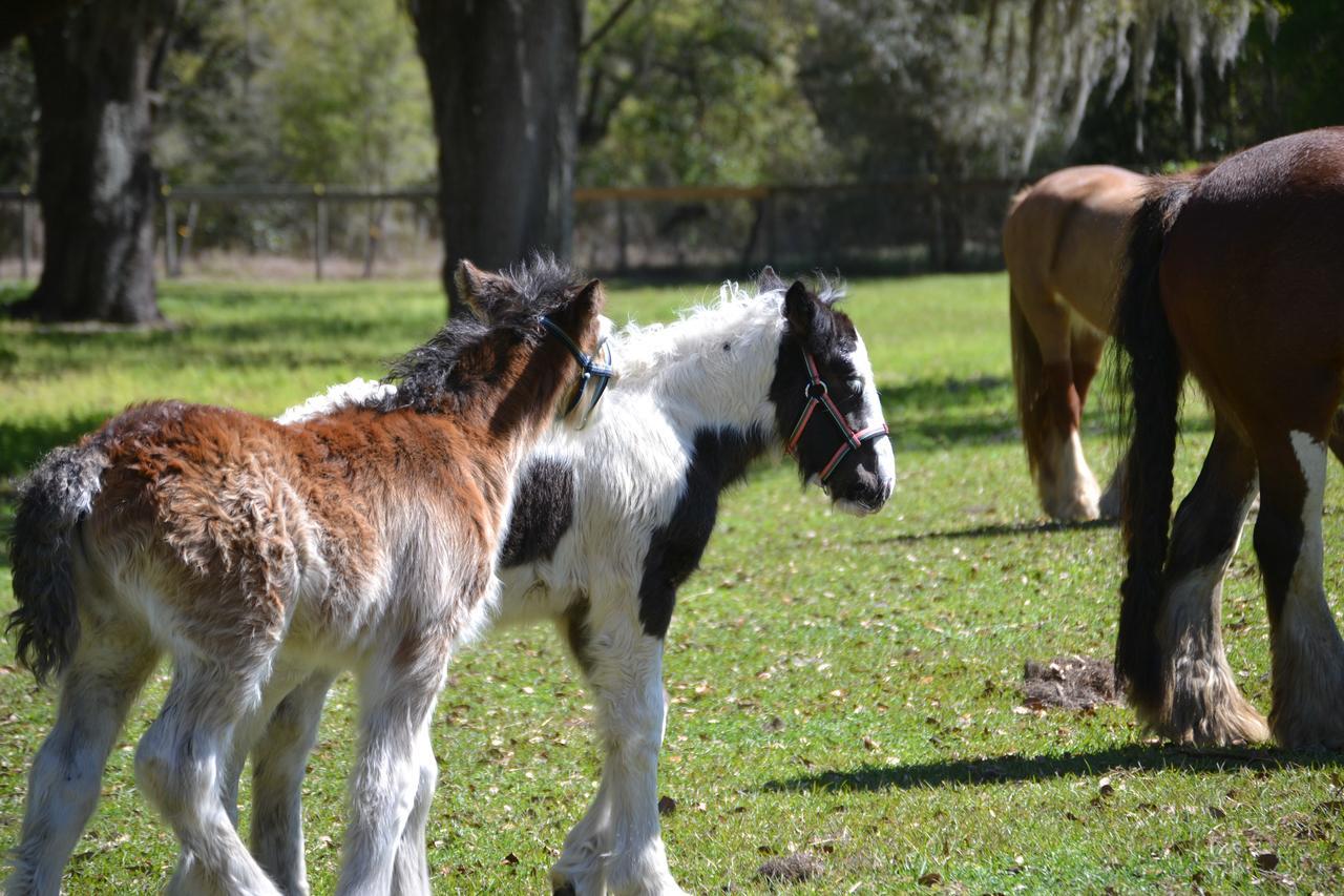 Rock Pointe Ranch Bed & Breakfast Floral City Eksteriør bilde